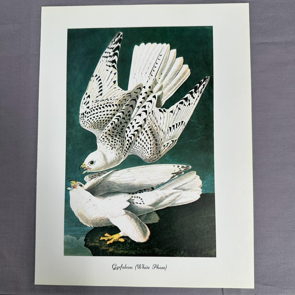 1950 Vintage Gyrfalcon Print  American Bird Wall Art Illustration Audubon